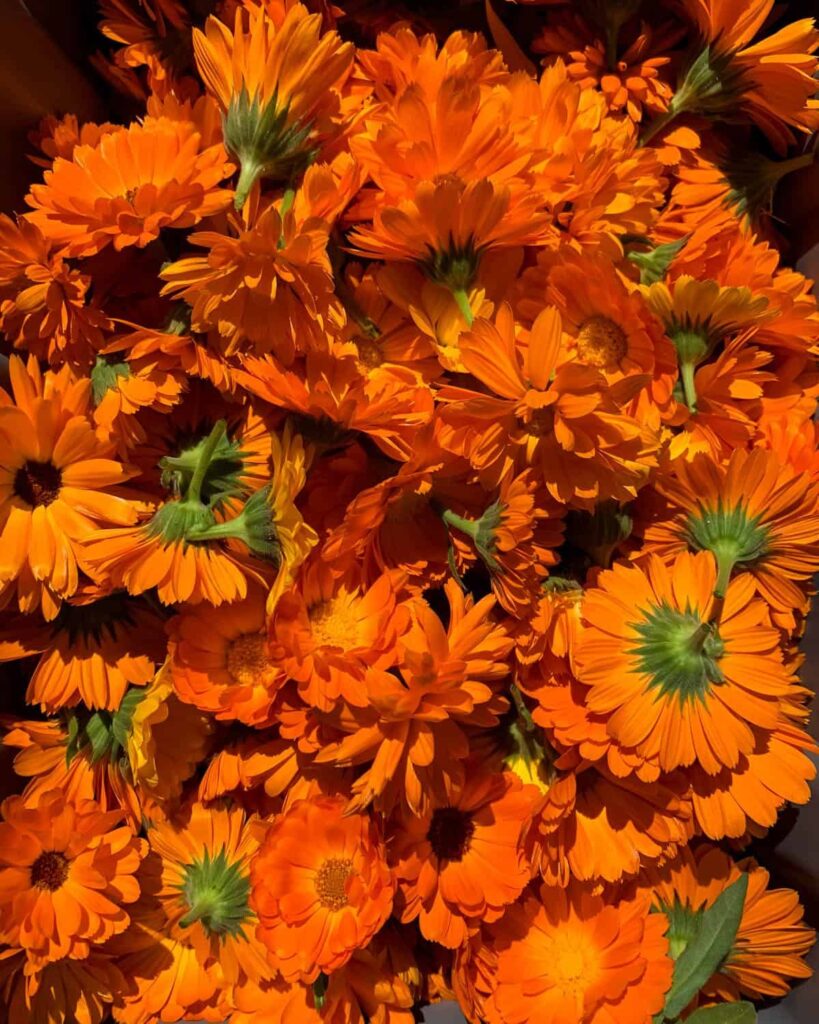 calendula